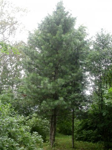 Pinus sibirica